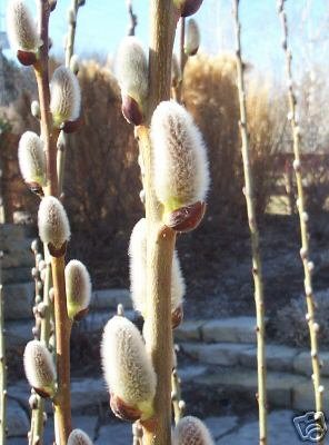 Two Pink Pussy Willow Trees! (Live Trees-- Ready to Plant)