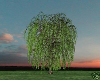 Two Beautiful Weeping Willow Trees!