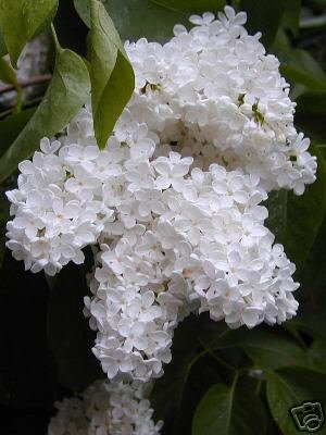 Two White Lillac Bushes!! (Live Trees)