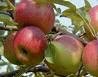 One Beautiful Winesap Apple Tree!
