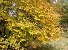 Two Beautiful & Useful Witch Hazel Trees!!