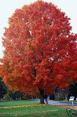 Two Beautiful Sugar Maple Trees!! L@@K!