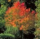 Two Silver Maple Trees!! (Live Trees)!