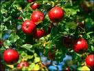 One Beautiful Red Delicious Apple Tree!!