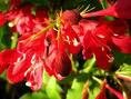 Lot of TWO Red Weigelia Trees!! (Live Trees) !