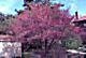 Two Purple Leaf Plum Trees!! (Live Trees) !