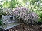 Two Beautiful Pink Weigelia Trees!!!