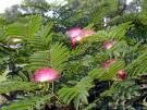 Two Beautiful Mimosa Trees!!