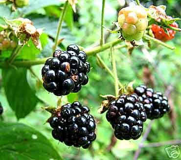 Two Old Fashioned Blackberry Bushes!! (Live Trees)!