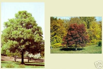 Two Beautiful Ohio Buckeye Trees!!