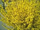Two Beautiful Forsythia Bushes/Trees! L@@K!