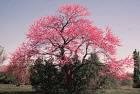 Two Beautiful Redbud Trees!! (Live Trees-- Ready to Plant)
