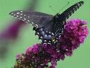 Two Black Knight Butterfly Bushes! Beautiful~~!!