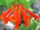 Two Red Honeysuckle Vines!! 2 ft. tall Now~ Beautiful Blooms!