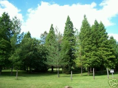 Two Beautiful Virginia Pine Trees!