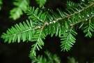 Two Beautiful Hemlock Trees! L@@K!