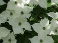 One Beautiful Kousa Dogwood Tree! (Japanese Dogwood)