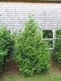 2 Red Cedar Trees! (Beautiful Evergreens!)