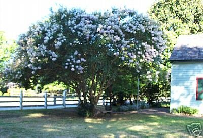 Two Beautiful White Crape Myrtle Trees!