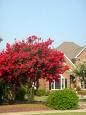Two Beautiful Red Crape Myrtle Trees!!