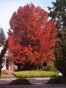 Two Beautiful Sweet Gum Trees!! (Live Trees-- Ready to Plant)
