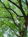Two Nice American Elm Trees! ~~Beautiful!~~