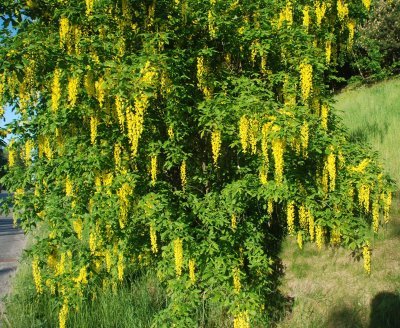2 Beautiful Golden Raintrees!! (Live Trees-- Ready to Plant)