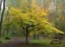Two Beautiful American Beech Trees!!