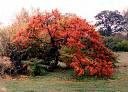 Two Beautiful Staghorn Sumac Trees!