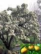 One Beautiful Bartlett Pear Tree!!