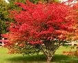Two Beautiful Burning Bush Shrubs/Trees!