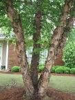 2 Beautiful River Birch Trees! (Live Trees-- Ready to Plant)