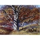 Two Beautiful White Oak Trees!