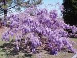 Two Beautiful Purple Wisteria Trees!