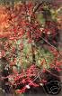 2 Nice 18 - 24 In. Spice Bush Trees!! (Live Trees--- Ready to Pant)