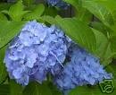 Two Nikko Blue Hydrangeas!! (Beautiful Blooms)!