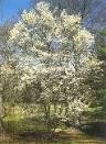 TWO BLACK CHERRY TREES!!! (Live Trees-- Ready to Plant)!!