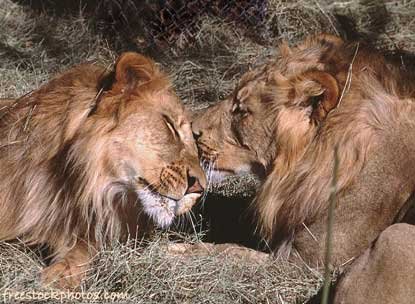 Astrology Composite Relationship Report: Deluxe