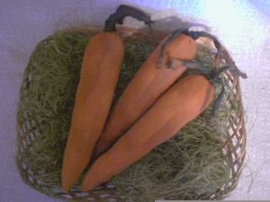 Life size Carrot Ornies