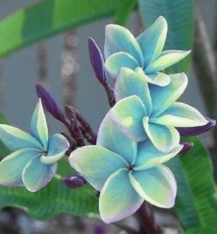 5 Plumeria Seeds Blue Flower Plumeria Frangipani Flower Seed Blue