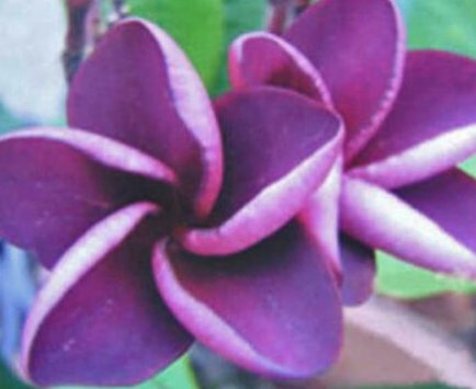 Plumeria Seeds Purple Plumeria Frangipani Flower Seed Perennial