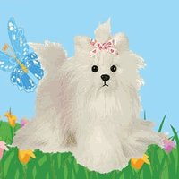 Webkinz Yorkie