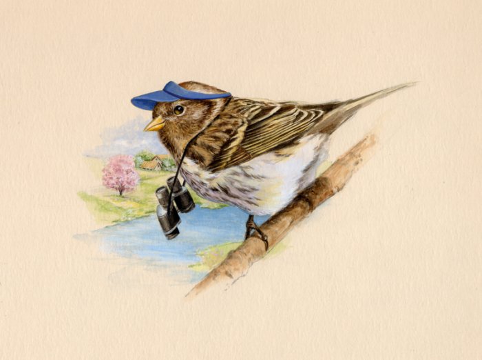 Bird Watching