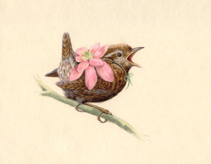 Miss Wren