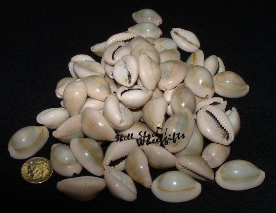 1/4 lb Light Blue-Top Cowrie Shells - Craft Shells / Shellcraft - FREE ship!
