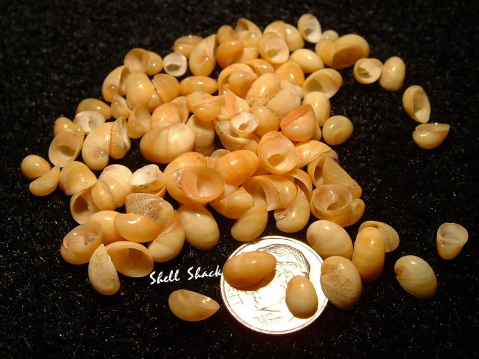 48 Tiny Golden Rangiana Nerite Seashells - Craft Shells / Shellcraft - FREE ship!