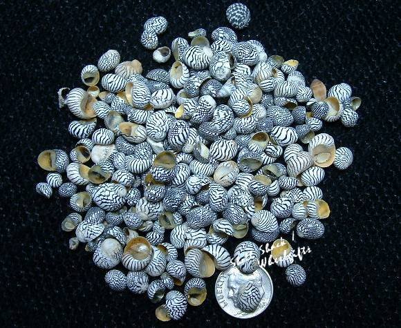 100 Zebra Nerite Shells