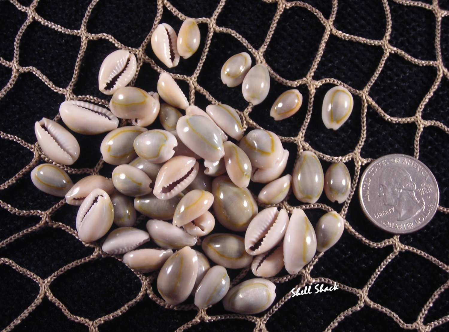 Tiny Cypraea Annulus Seashells - Craft Shells / Shellcraft - FREE ship!