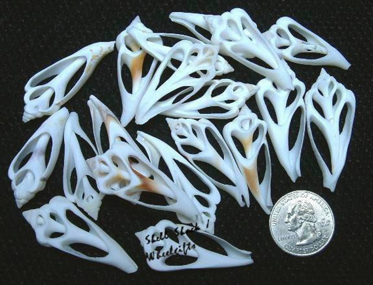 24 Center-cut White Chula Seashells 2" - Craft Shells / Shellcraft - FREE ship!