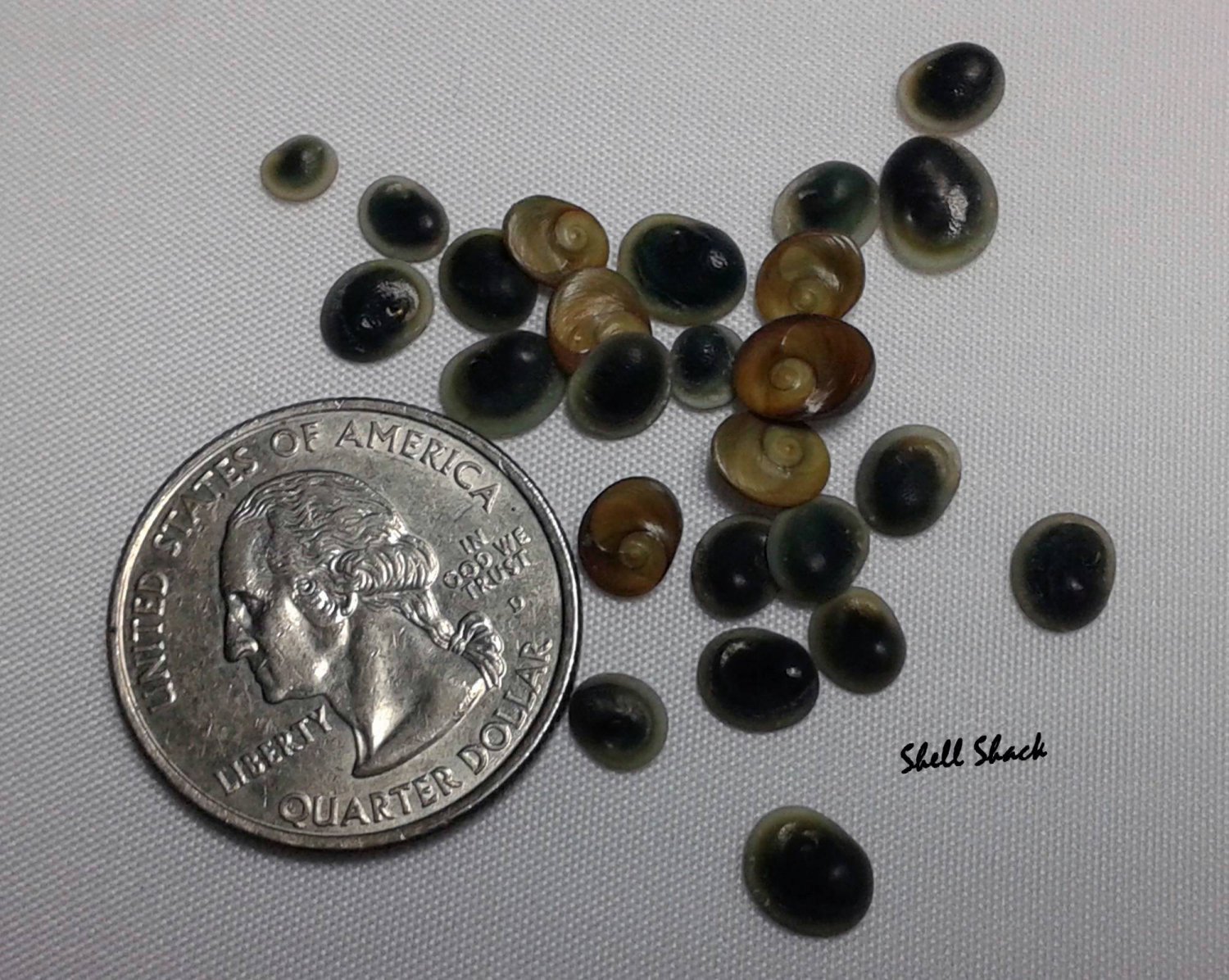 100 Astraea Calcar Operculum 1/8"-1/4" - Craft Shells / Shellcraft / Sailor Valentine - FREE ship!